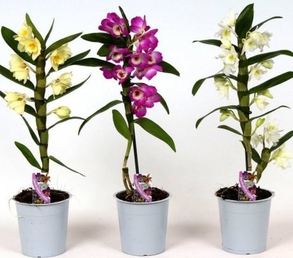 comment entretenir une orchidée bamboo appréciée floraison abondante
