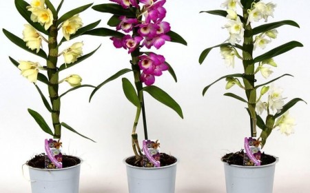 comment entretenir une orchidée bamboo appréciée floraison abondante