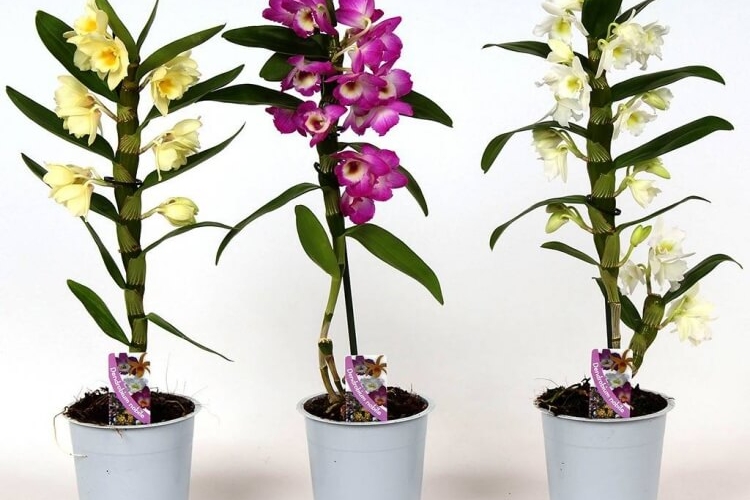 comment entretenir une orchidée bamboo appréciée floraison abondante