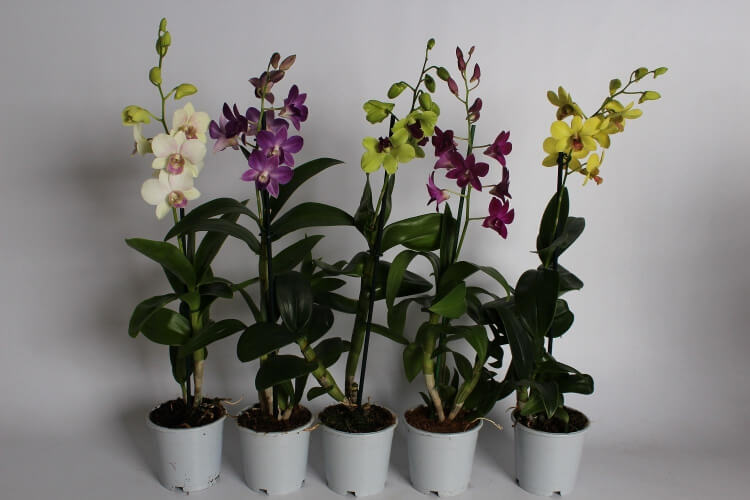 comment entretenir une orchidée bamboo meilleur endroit mettre plante