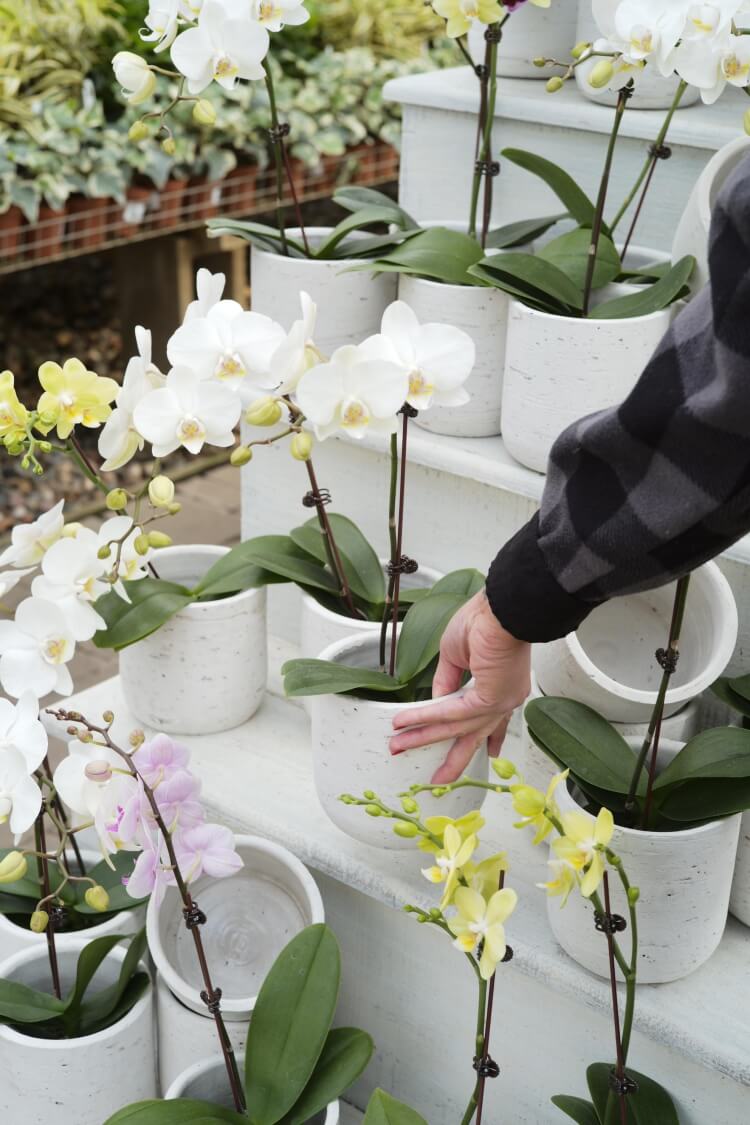comment entretenir une orchidée grande variété espèces