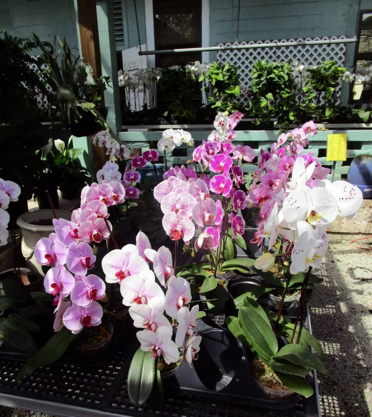 comment entretenir une orchidée pour qu'elle refleurisse purin ortie engrais naturel inoffensif