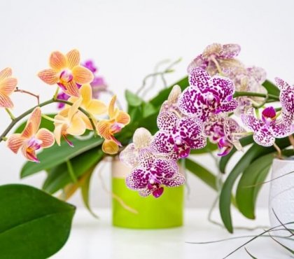 comment entretenir une orchidée soins base stimuler floraison
