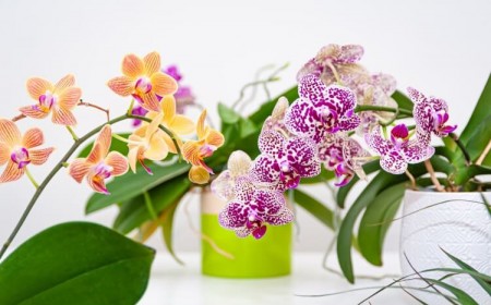 comment entretenir une orchidée soins base stimuler floraison