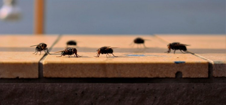 comment faire fuir les mouches intérieur maison naturellement astuces