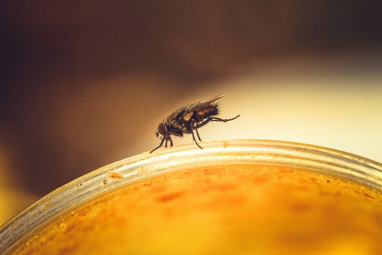 comment faire fuir les mouches maison naturellement astuces prévention