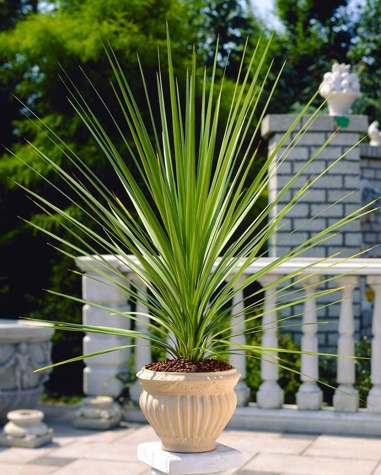 comment planterpetit palmier exterieur en pot entretien