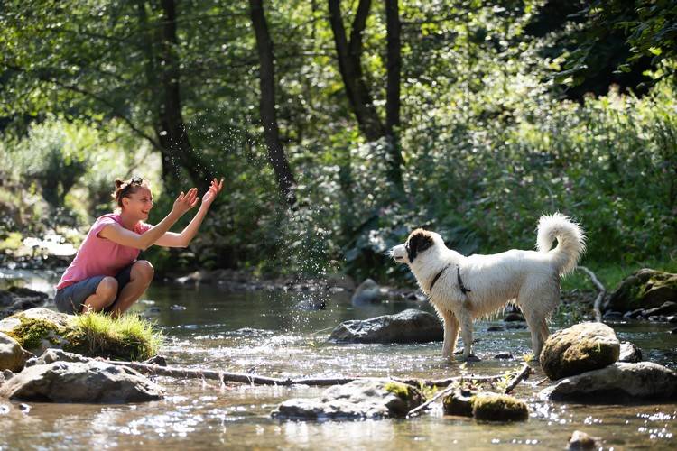 comment rafraîchir un chien grandes chaleurs recommandations astuces pour éviter un coup de chaleur