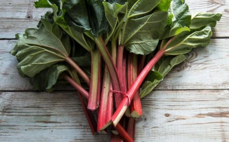 comment savoir quand la rhubarbe est mûre
