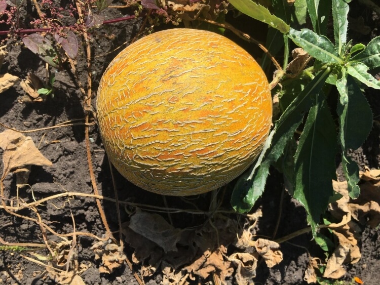 comment savoir si un melon est mûr au jardin