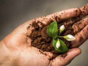 comment utiliser le marc de café dans son jardin
