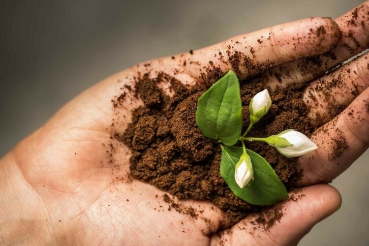 comment utiliser le marc de café dans son jardin