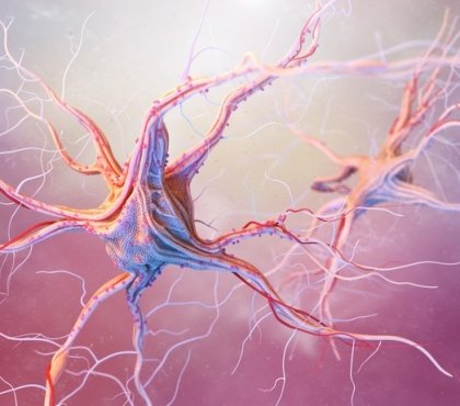 connexions neuronales reconstruire psilocybine champignon hallucinogène contrer la dépression nouvelle étude