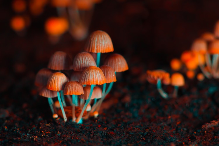 connexions neuronales reconstruire psilocybine champignon magique contrer la dépression nouvelle étude