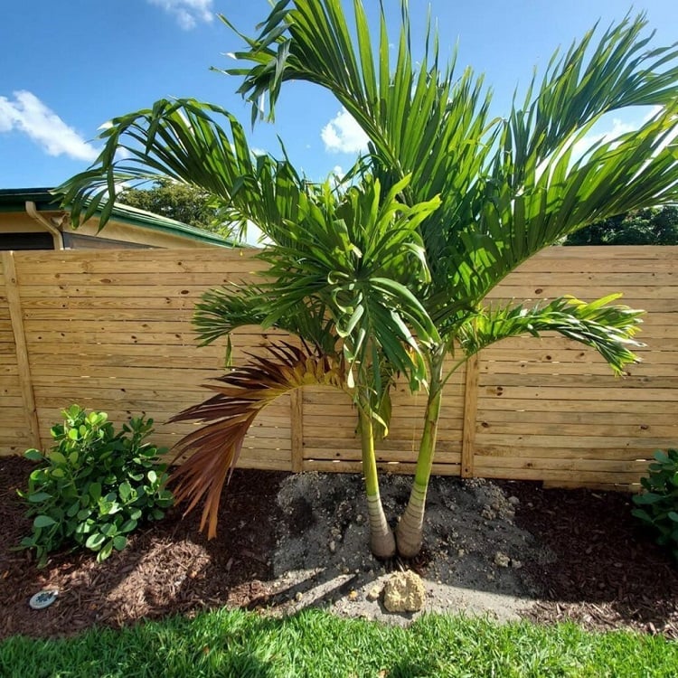 conseils plantation petit palmier extérieur en pleine terre