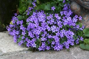 culture et entretien campanules bleues sauvages