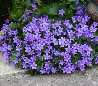 culture et entretien campanules bleues sauvages