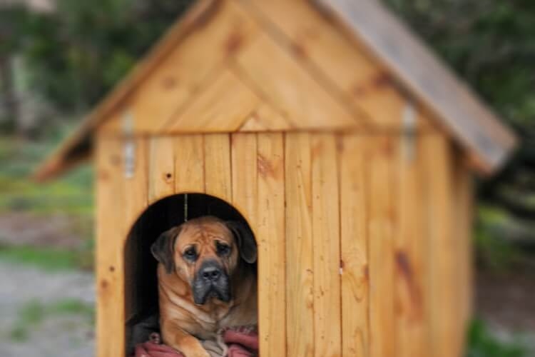 Fabriquer une niche pour chien : matériaux et tutoriels