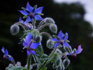 fleurs de bourrache comestibles utilisation cuisine