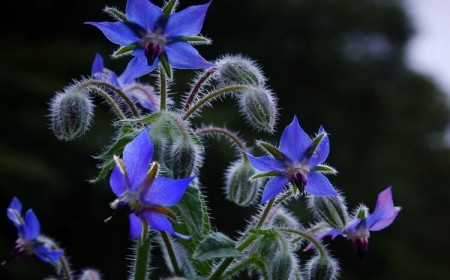 fleurs de bourrache comestibles utilisation cuisine