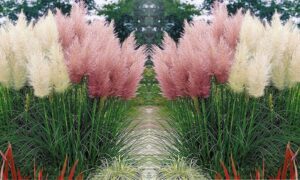 herbe de la pampa rose sultiver plein terre jardin