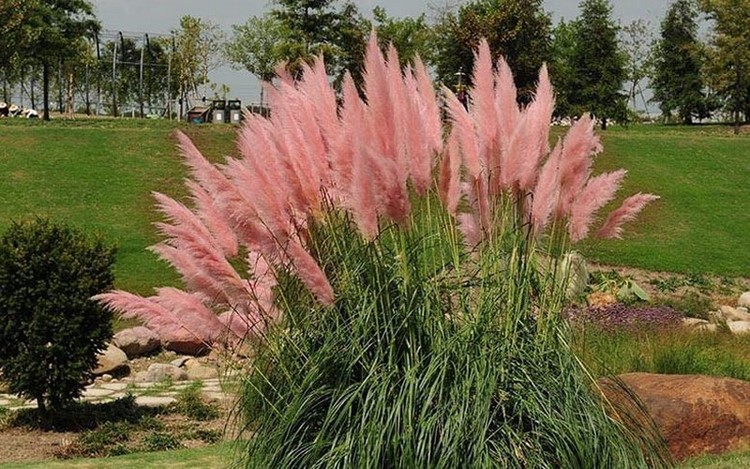 jardin de rocaille avec arbuste herbe de la pampa rose