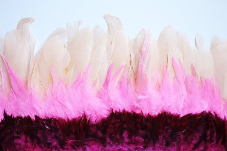 Ruban De Plumes Pour Juju Hat