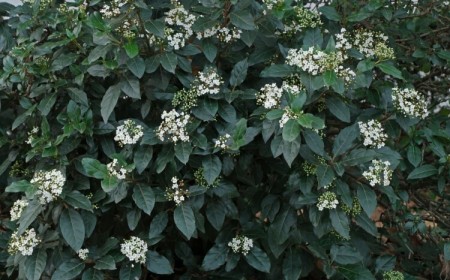 laurier tin arbuste origine méditerranéenne