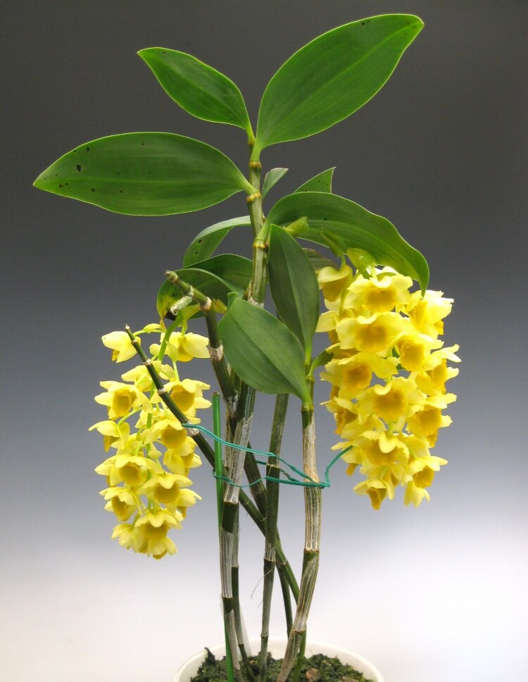 orchidée bambou arrosage entretienplante après floraison