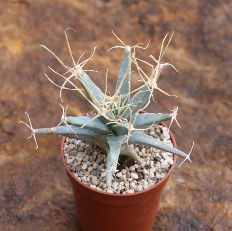 petit cactus en pot extérieur agave Leuchtenbergia principis