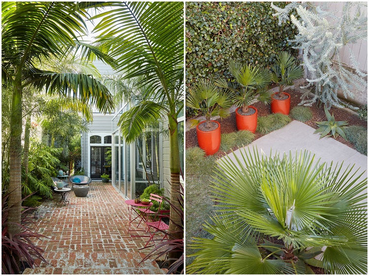 petit palmier extérieur en pot balcon jardin entretien resistant au gel
