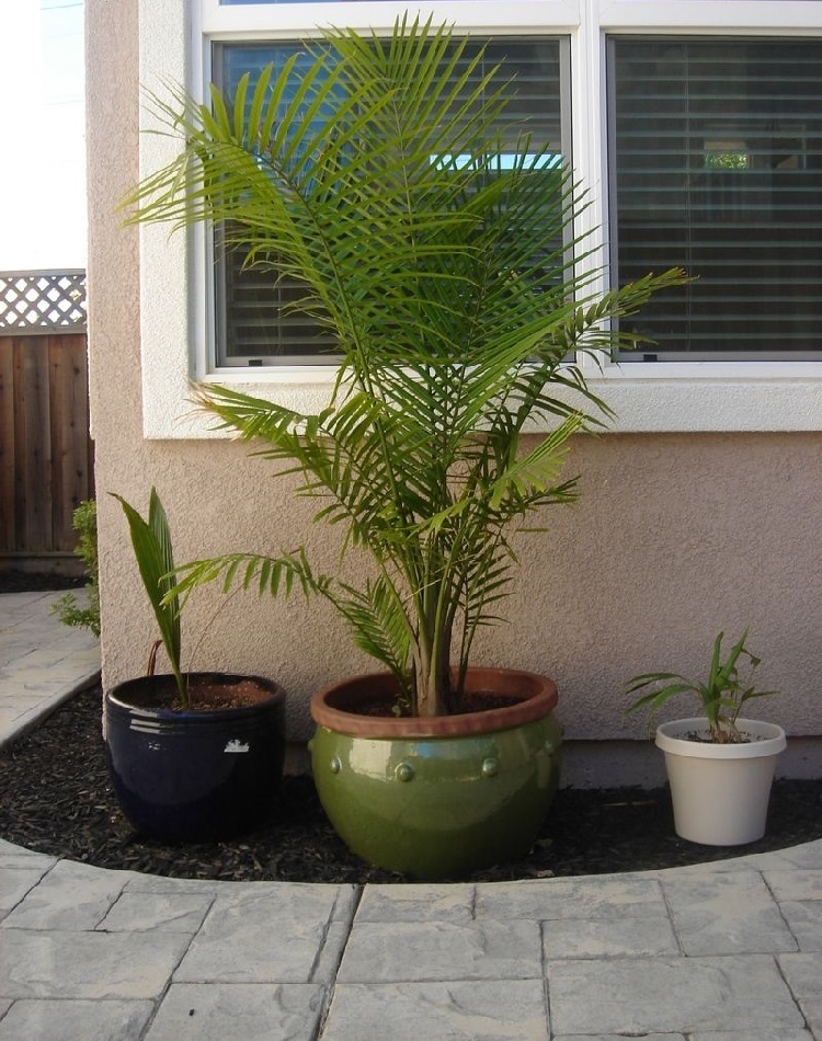 plantation petit palmier balcon jardin en pot en pleine terre sol arrosage exposition