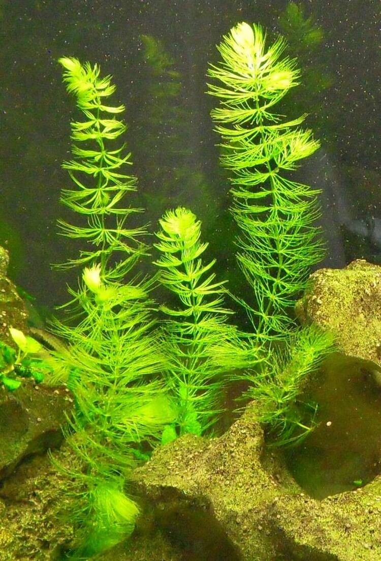 plantes aquatiques oxygénantes bassin zone 4 Ceratophyllum demersum