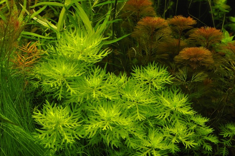 plantes aquatiques oxygénantes pour bassin zone 4 Hottonia palustris