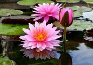 plantes aquatiques pour bassin fleurs roses nénuphars superbes