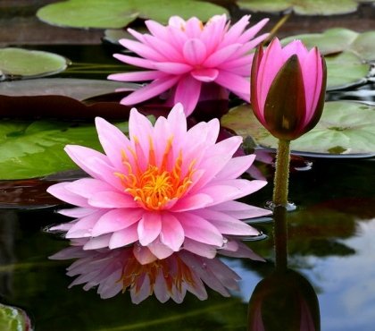 plantes aquatiques pour bassin fleurs roses nénuphars superbes