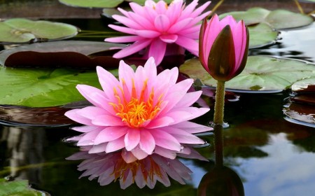 plantes aquatiques pour bassin fleurs roses nénuphars superbes