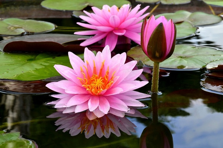 plantes aquatiques pour bassin fleurs roses nénuphars superbes