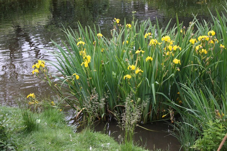 plantes aquatiques pour bassin zone 2 Iris pseudacorus