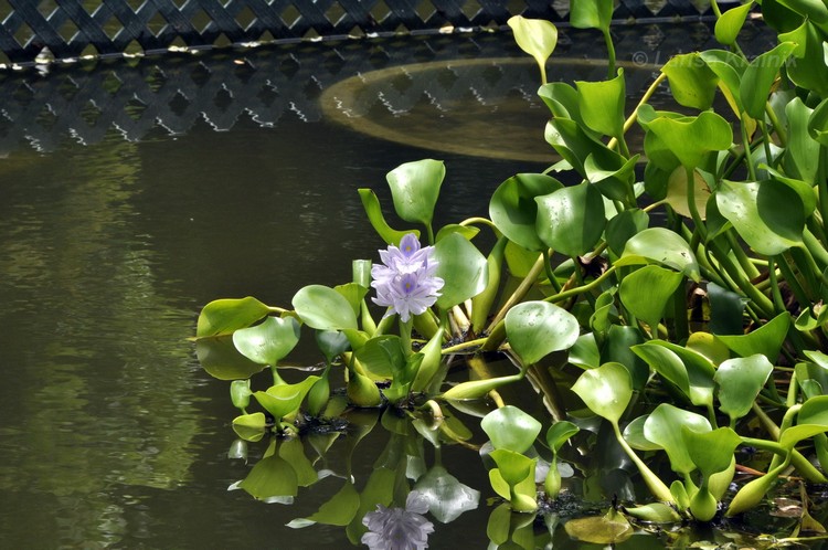 plantes aquatiques surface bassin jacinthe eau Eichhornia crassipes