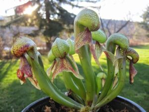 plantes carnivores mouches entretien lys cobra Darlingtonia californica