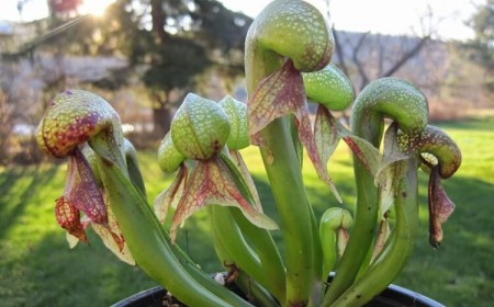 plantes carnivores mouches entretien lys cobra Darlingtonia californica