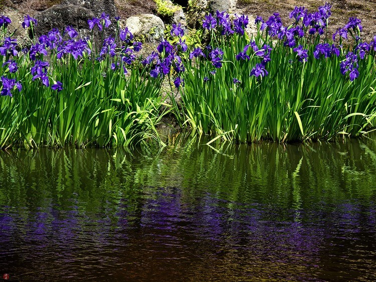 plantes de rive tourbière bord étang Iris laevigata