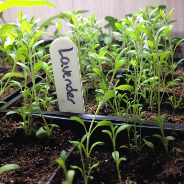 quand planter de la lavande dans son jardin hiverner intérieur climat frais