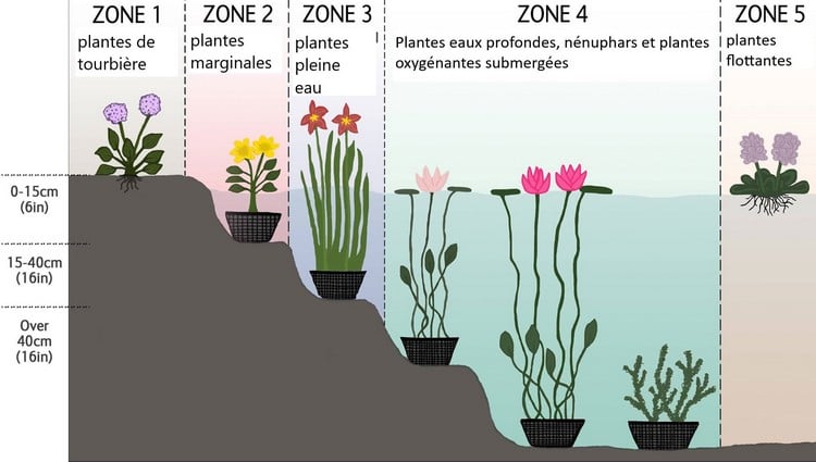 quelles plantes aquatiques bassin pour quelle zone profondeur