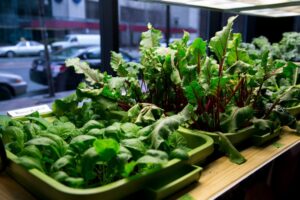 quelles-plantes-jardin-potager-intérieur-DIY-betteraves-Chénopodiacées