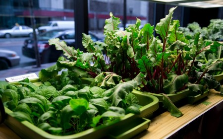 quelles-plantes-jardin-potager-intérieur-DIY-betteraves-Chénopodiacées