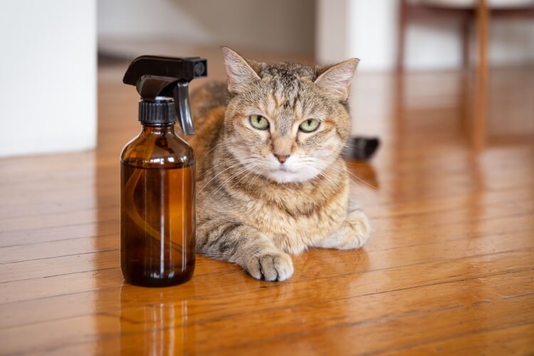 Répulsifs pour chats : les huiles essentielles, une solution naturelle ?