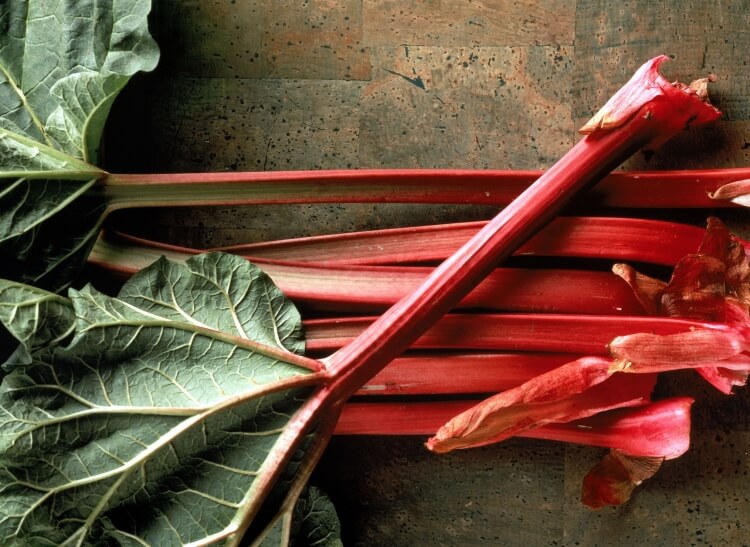 ramasser la rhubarbe préparations culinaires