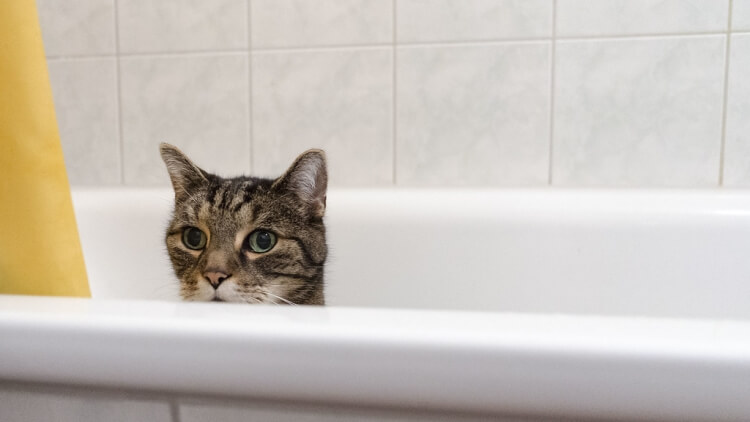 répulsif chat baignoire écologique